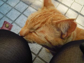 パンスト好きの猫
