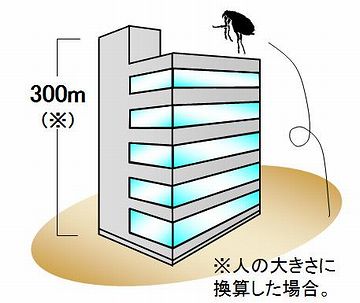 ノミのジャンプ力は、驚異的