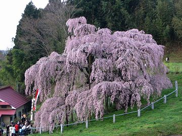 ベニシダレザクラの巨木（樹齢1,000年超）