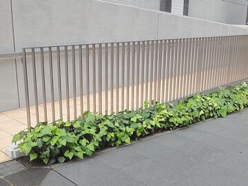 ここにも、ヘデラカナリエンシス