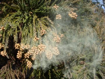 花粉を出してるとき、杉は気持ちいいんでしょうかね?
