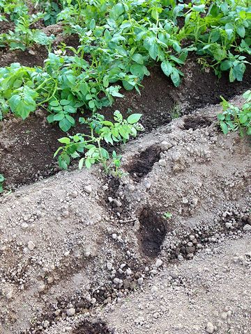 じゃがいも畑に踏みこんだイノシシの足跡