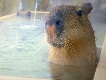 一杯のお湯に浸かる瞬間、ほんとに幸せ