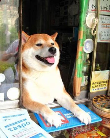 タバコ屋で店番をする柴犬