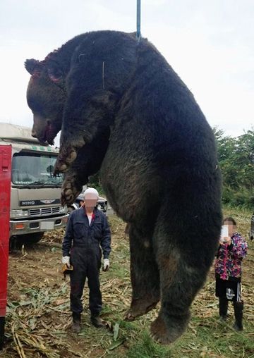 北海道の紋別で仕留められたヒグマ