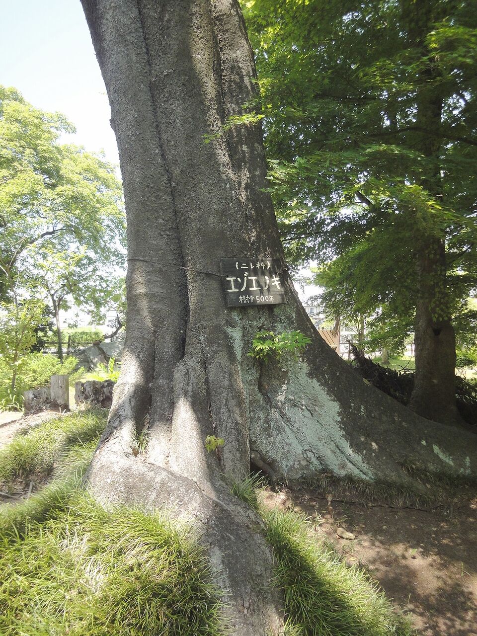 エゾエノキ