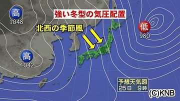 キンモクセイは、寒風に弱いんです