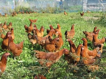 比内地鶏・自由に歩き回れる状態で飼われてなきゃダメ
