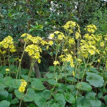 晩秋に開くツワブキの花