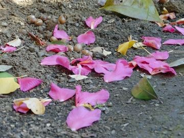 花びらがバラバラに散ります