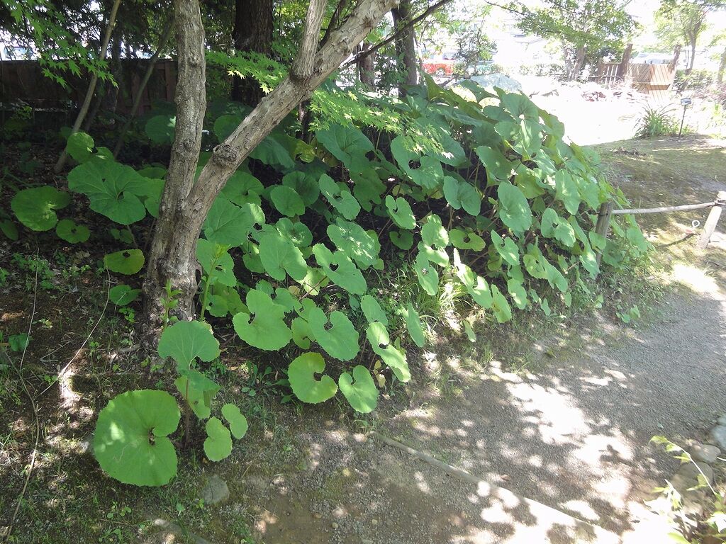 ツワブキの群落だ