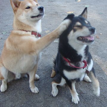 せっかくボケたんだから、ツッこめよ