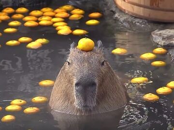 頭のミカンは、人が載せる?