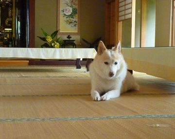 やはり、和犬には和室が似合います