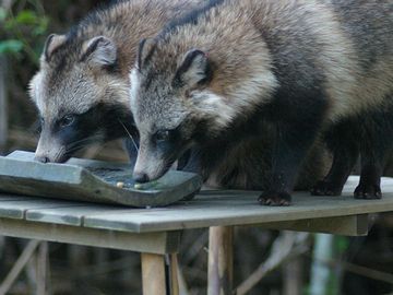 仲良く食べてますが