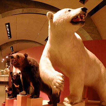 北方の動物の体が大きい訳を説明するために、サイコロを例にしたわけ