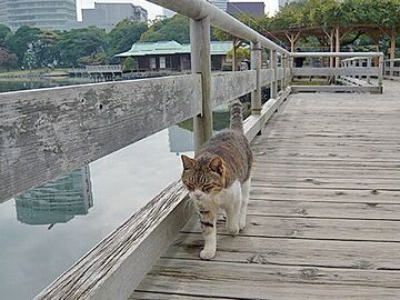 浜離宮の猫は、複数匹いる