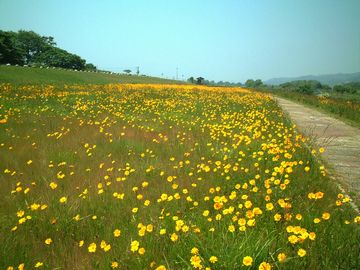 オオキンケイギク