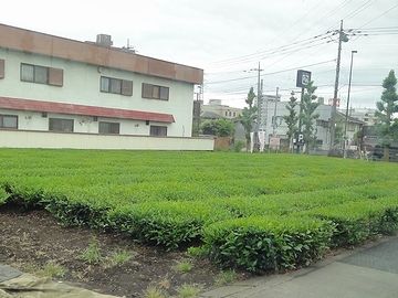 これは、お茶畑