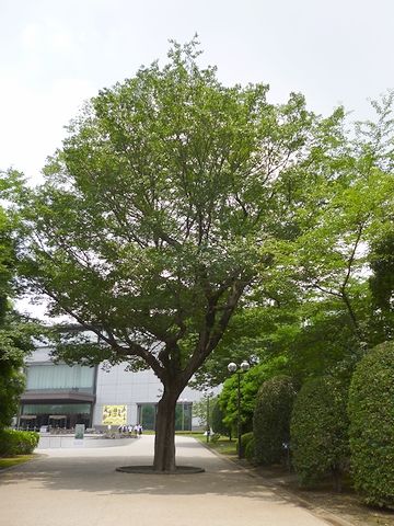 さきほどのムクノキを反対側から