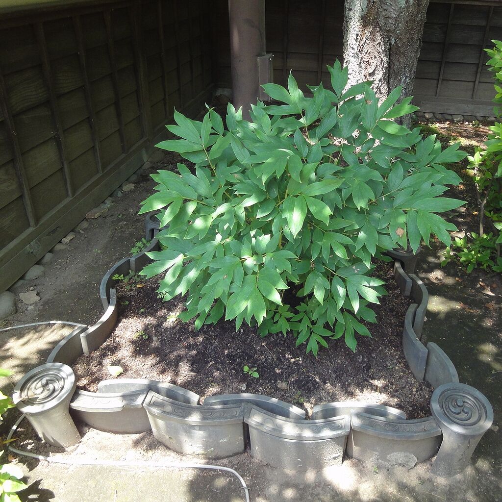 またわからん草だ