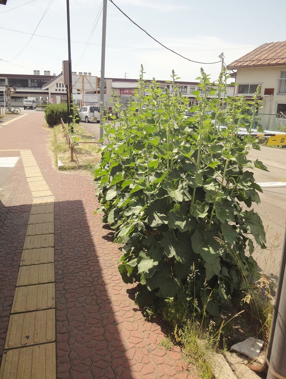 朝見たタチアオイじゃ
