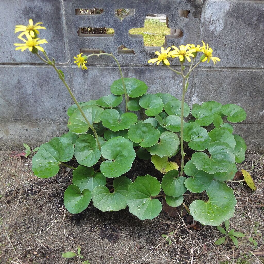 わが家のツワブキ