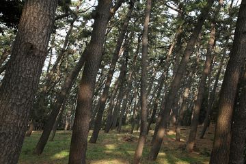 村人たちは、綿を村境の松林に隠しましたが……