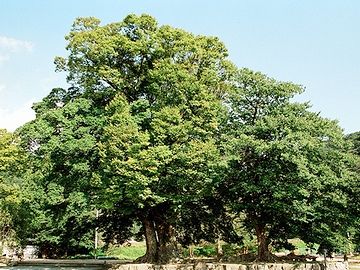 兵庫県たつの市にあるムクノキ