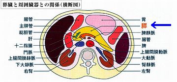 膵臓は、周囲を臓器に囲まれてるので、ほかの検査で見つかることはまずありません