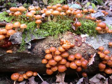 栄養分が、土に還元されるのも早いですからね