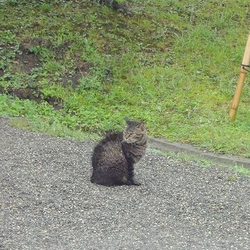 猫、発見