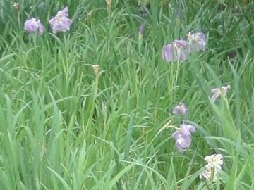 花が残ってます