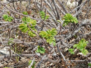 ハマナスの芽吹き。地面まで陽が当たってます。