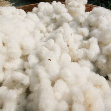 大量の綿が、村境の浜に打ち上げられました