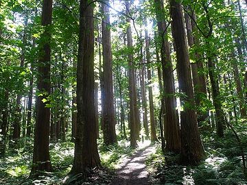 なまはげ館・神秘のホール「秋田杉」