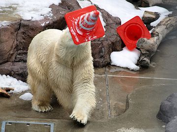 男鹿水族館・豪太