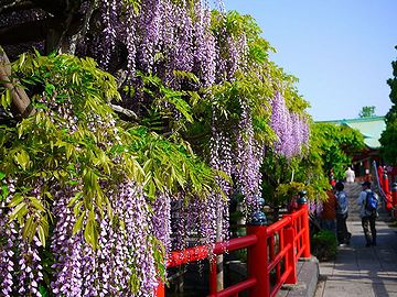 亀戸天神のあるところ