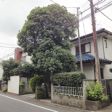 常緑樹が鬱蒼と繁るお宅が多い
