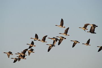 オオヒシクイは、時速100キロで10時間連続して飛べるそうです