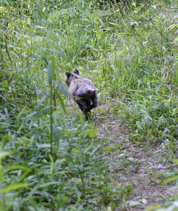 タヌキは、突然息を吹き返して逃げていってしまうわけです