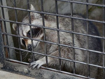 実験動物として連れて来られたタヌキが逃げ出したって話(あらすじは不確かです)