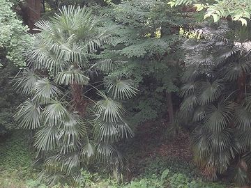下に生え並んでるのは、シュロの仲間
