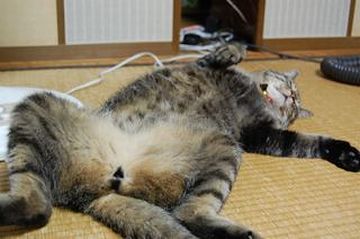 もう、ぐでんぐでん