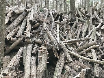 古くなった椎茸のホダ木は、林の中に積み重ねられます