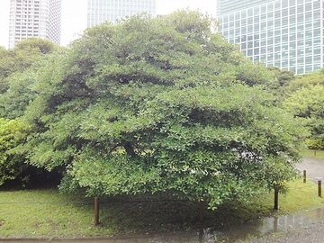 これもタブノキですかね?