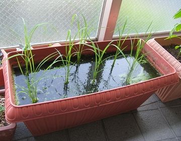 玄米を撒くと、簡単に芽が出てきます