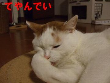 猫舌の江戸っ子は、どうしてたんでしょうか?