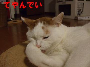 猫舌の江戸っ子は、どうしてたんでしょうか？