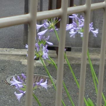 鉄柵の中に、可憐な花(アップ)